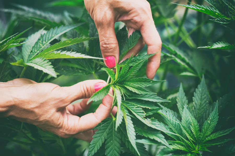 hemp legalization woman growing
