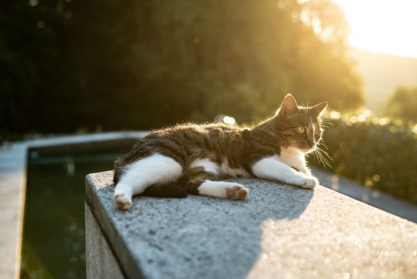 how to sleep better cat outside in sunlight